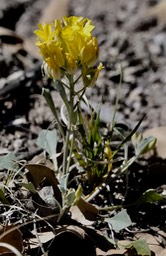 Fendler's Bladderpod, Physaria fendleri