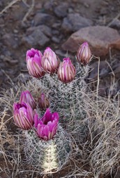 Fendler’s Hedgehog Cactus - Echinocereus fendleri 6