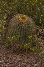 Ferocactus wislizeni1