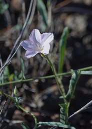 Field Bindweed - Convolvulus arvensis2