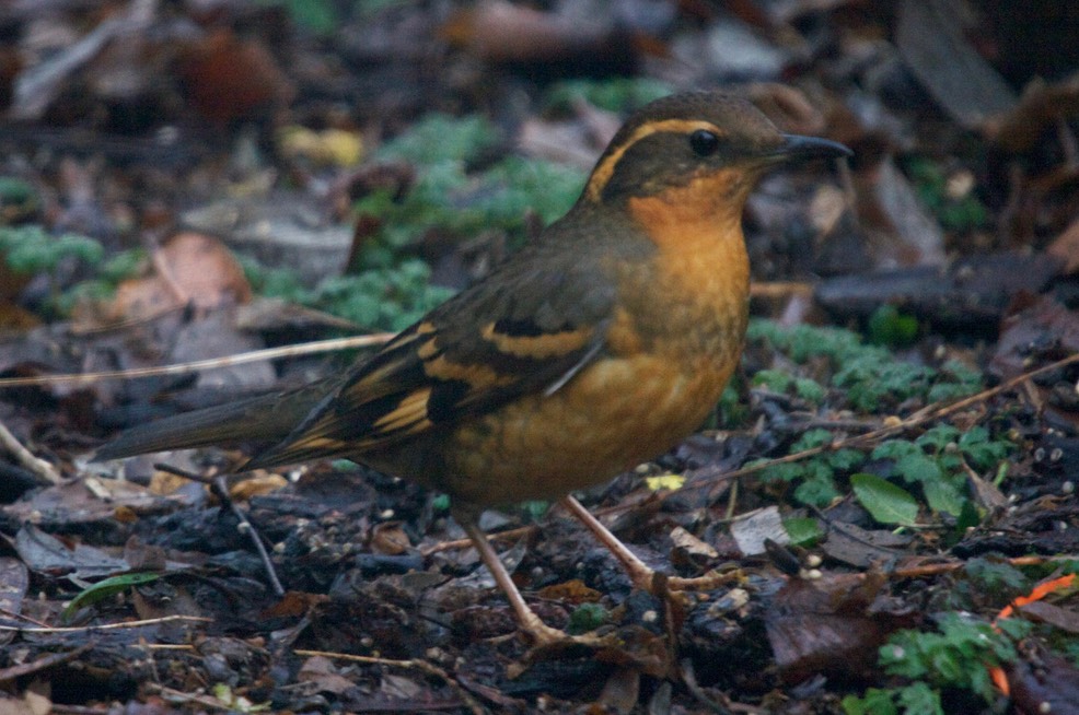 Thrush, Varied (Oregon)