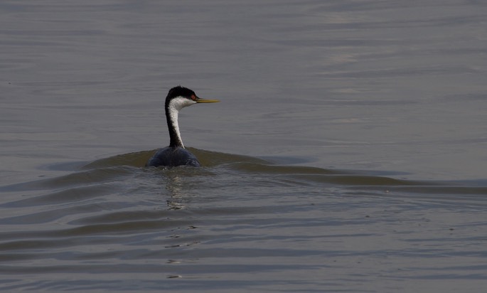 Tule Lake NWR, California