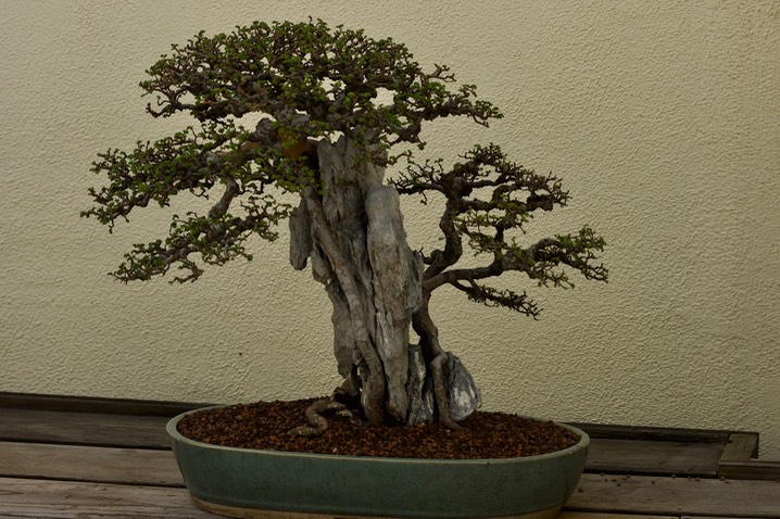 National Bonsai & Penjing Museum - 21