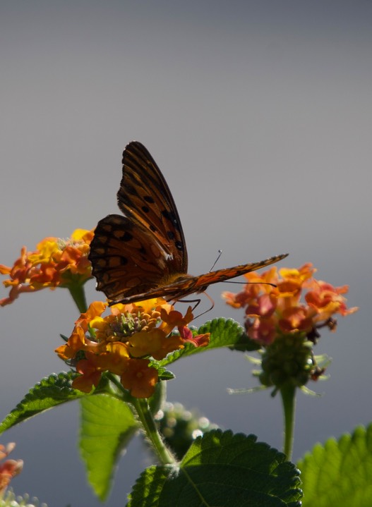 Agraulis vanillae, Gulf Frittillary