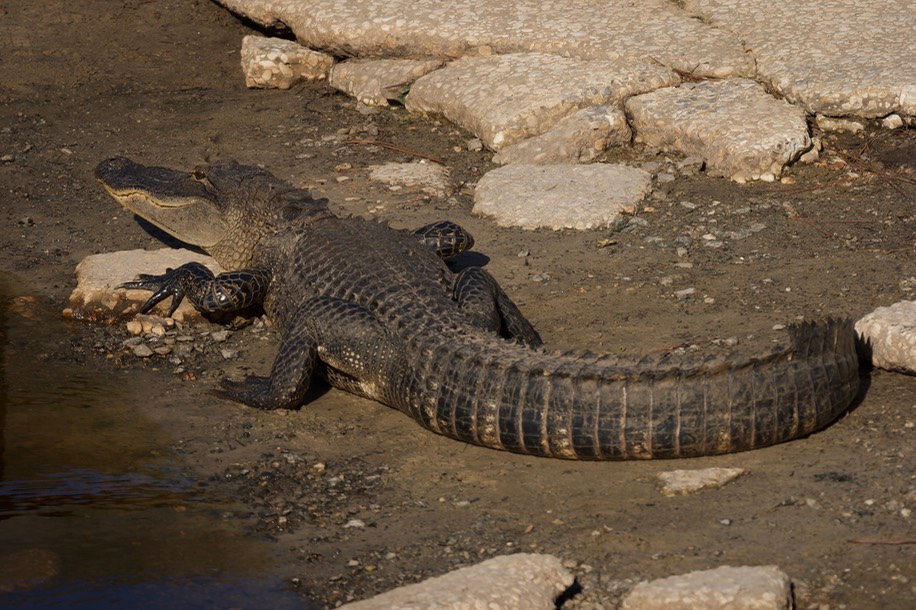 American Alligator