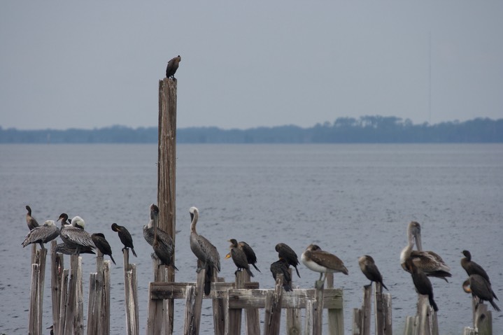 St. Marks NWR, Florida