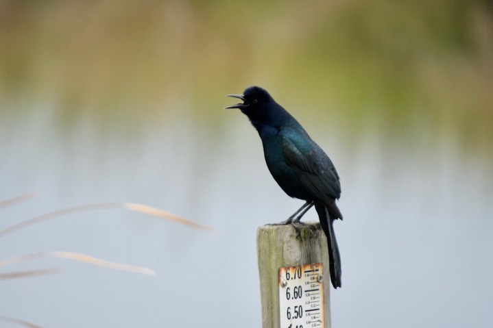 St. Marks NWR, Florida