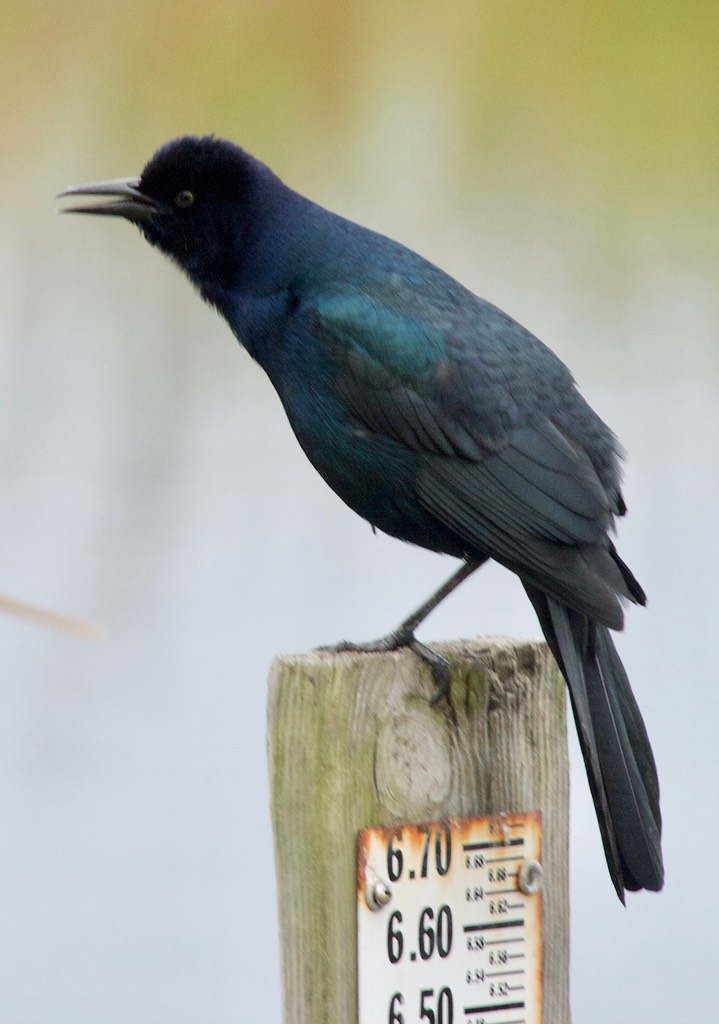 St. Marks NWR, Florida