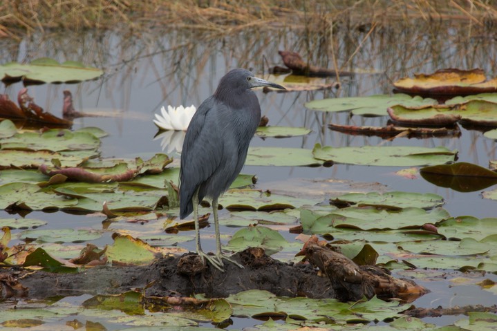 St. Marks NWR, Florida