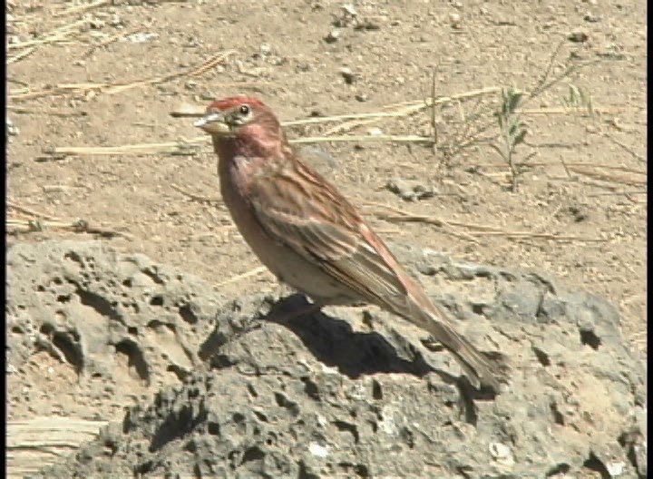 Finch, Purple