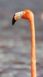 Flamingo, American16