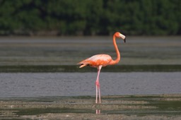 Flamingo, American3