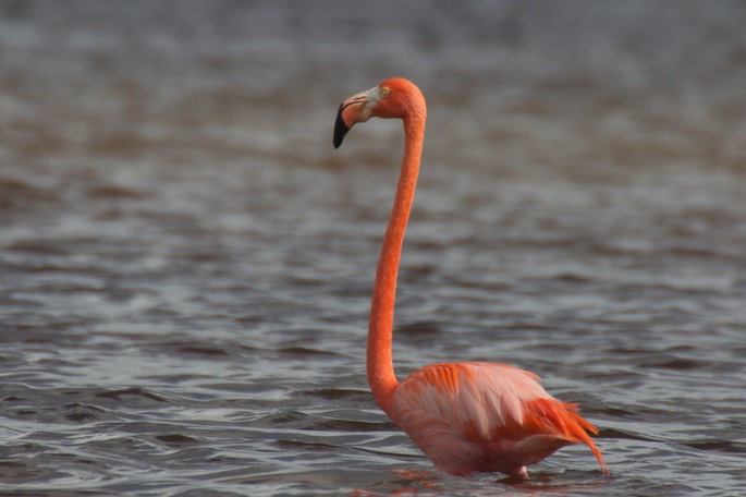 Flamingo, American