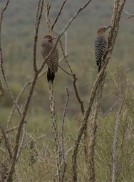 Flicker, Gilded left