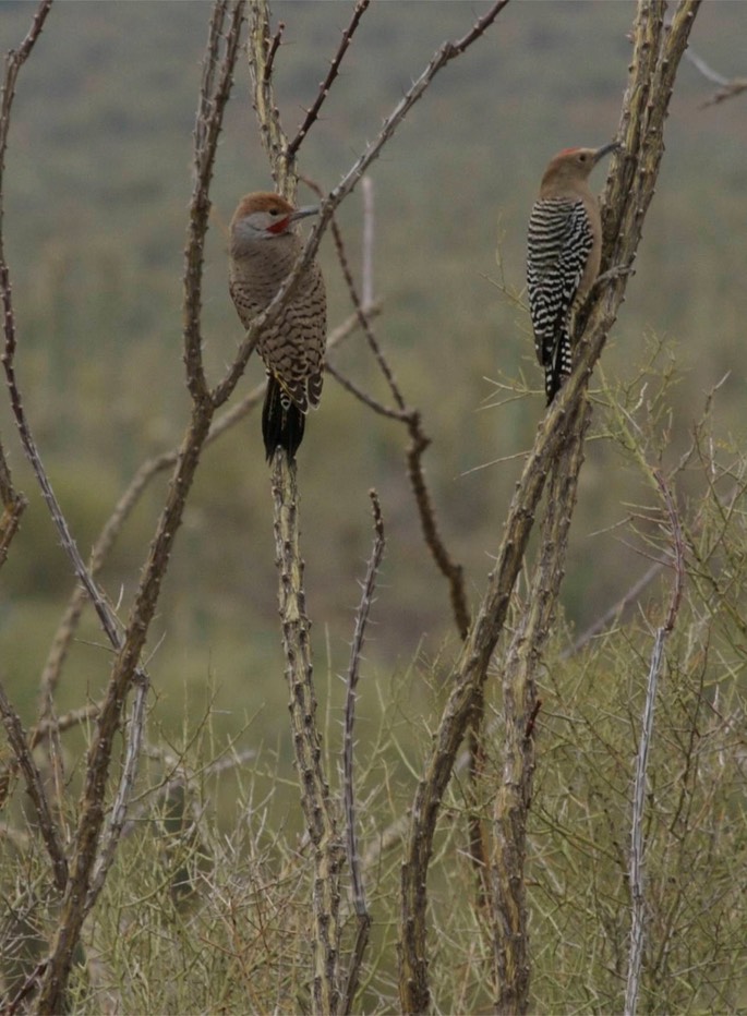 Flicker, Gilded left