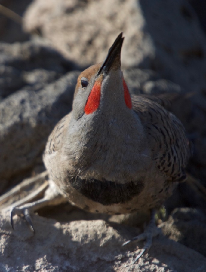 Flicker, Northern Red-shafted 4