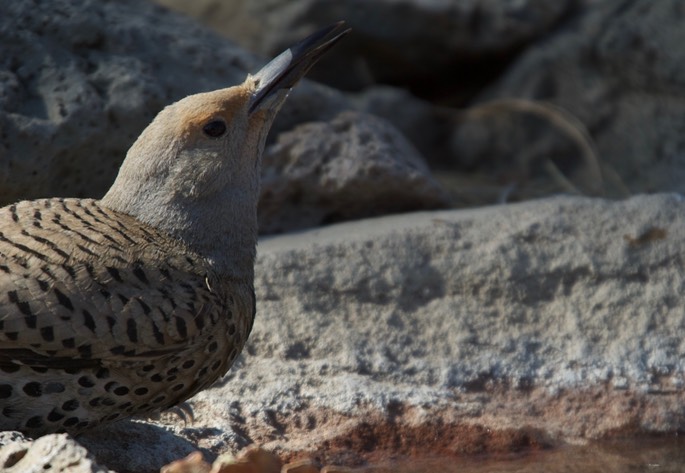 Flicker, Northern Red-shafted 2