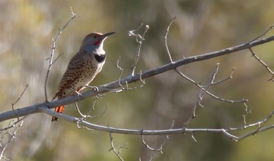 Flicker, Northern Sep15 2