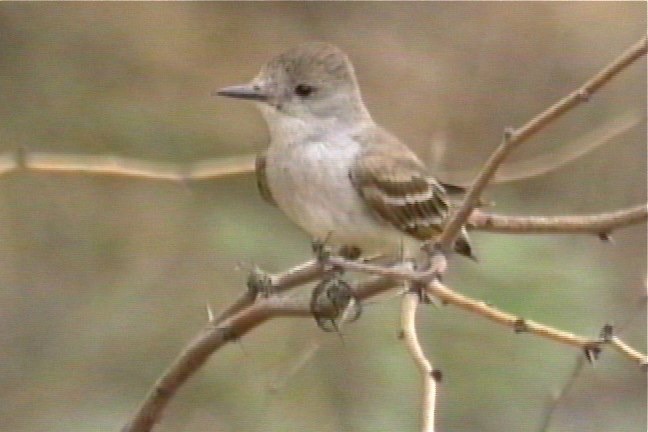 Flycatcher, Ash-throated 1