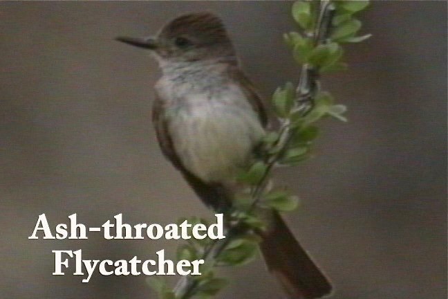 Flycatcher, Ash-throated 2