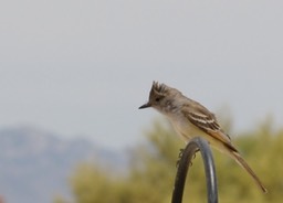 Flycatcher, Ash-throated