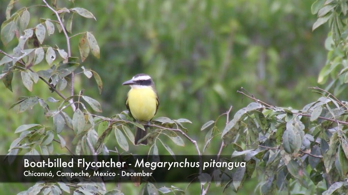 Flycatcher, Boat-billed 1