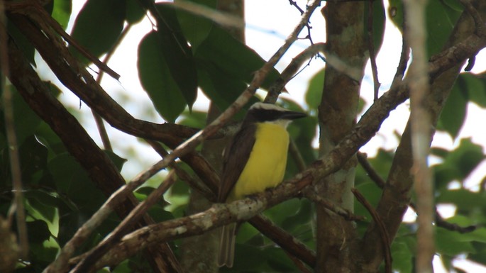 Flycatcher, Boat-billed 2