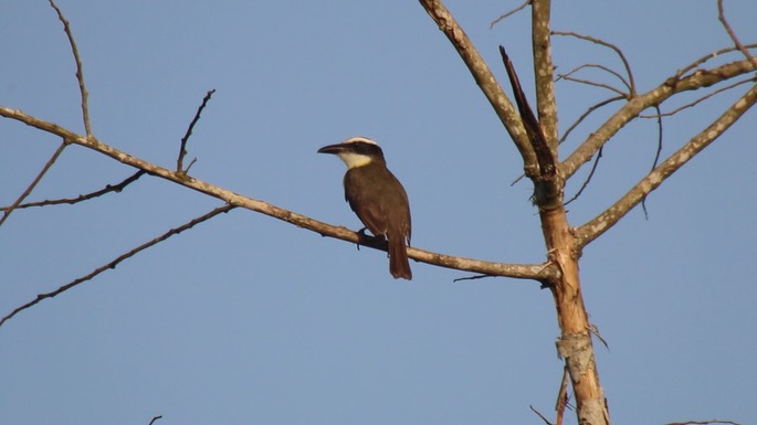 Flycatcher, Boat-billed