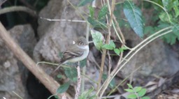 Flycatcher, Cordilleran