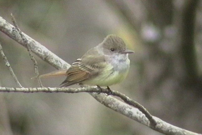 Flycatcher, Dusky-capped 1