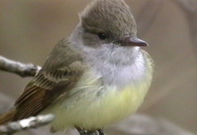 Flycatcher, Dusky-capped 4