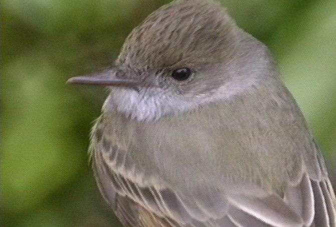 Flycatcher, Dusky-capped 5