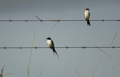 Flycatcher, Fork-tailed. Tyrannus savana1