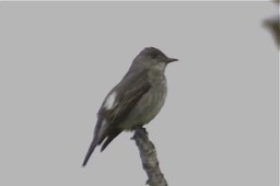 Flycatcher, Olive-sided 3