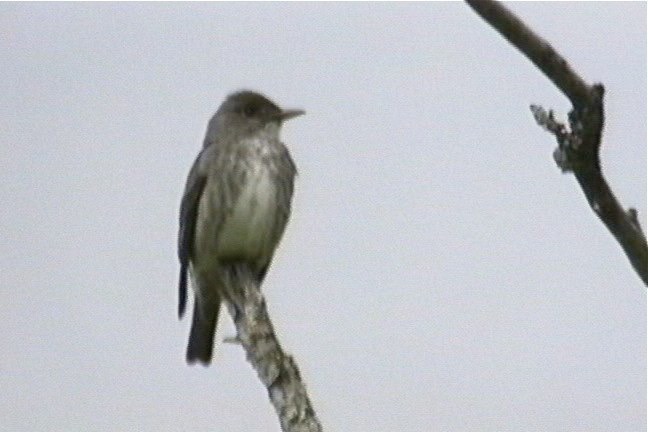 Flycatcher, Olive-sided 4