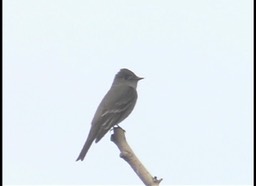 Flycatcher, Pacific-slope