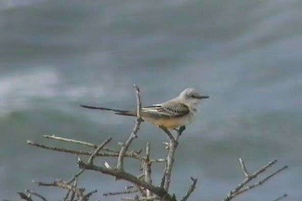 Flycatcher, Scissor-tailed 1