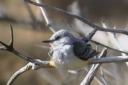 Flycatcher, Scissor-tailed 4