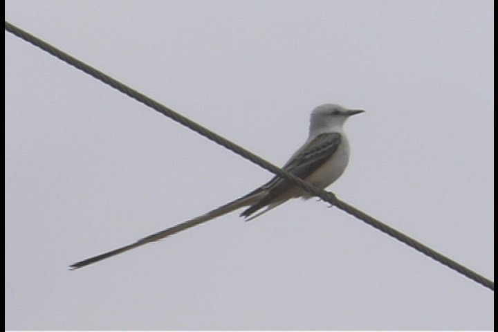 Flycatcher, Scissor-tailed 20