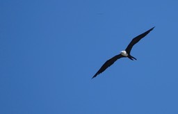 Frigatebird, Magnificent, Fregata magnificens, Tehualmixtle, Jalisco5