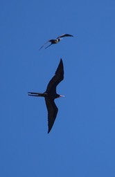 Frigatebird, Magnificent, Fregata magnificens, Tehualmixtle, Jalisco1