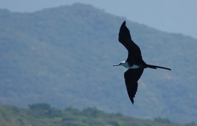 Frigatebird, Magnificent, Fregata magnificens, Tehualmixtle, Jalisco12