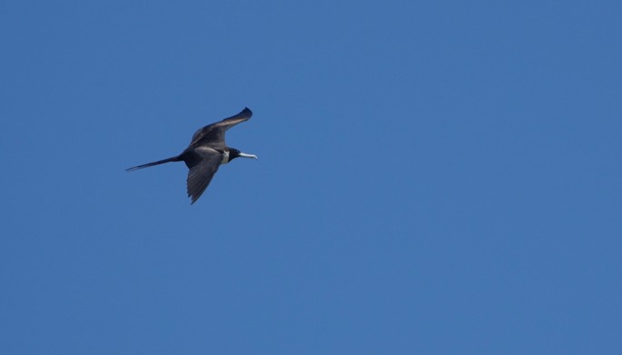 Frigatebird, Magnificent, Fregata magnificens, Tehualmixtle, Jalisco2