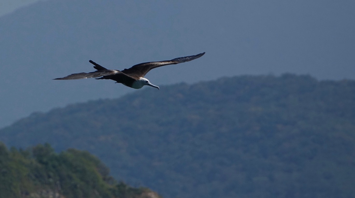 Frigatebird, Magnificent, Fregata magnificens, Tehualmixtle, Jalisco10