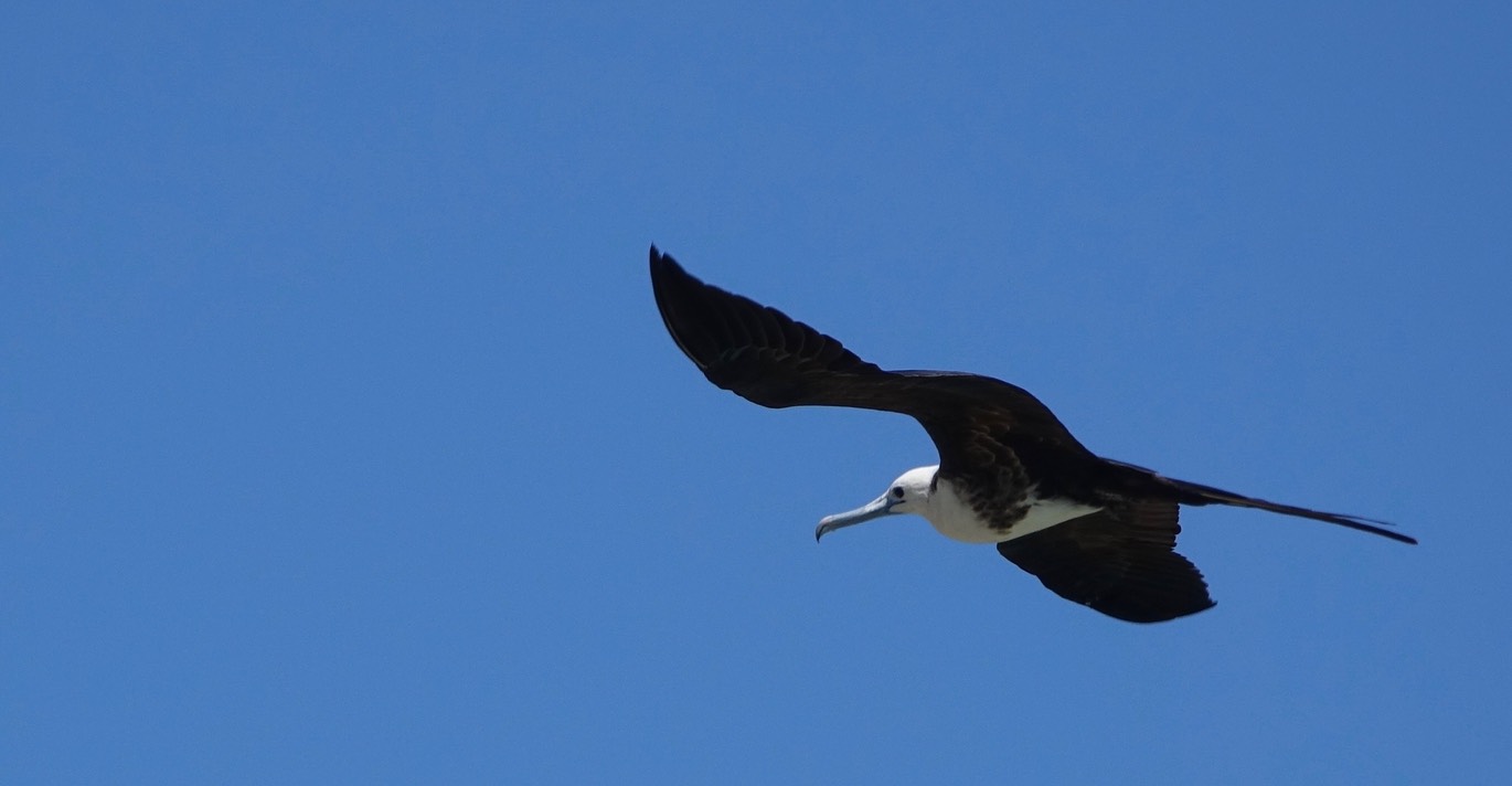 Frigatebird, Magnificent, Fregata magnificens, Tehualmixtle, Jalisco1