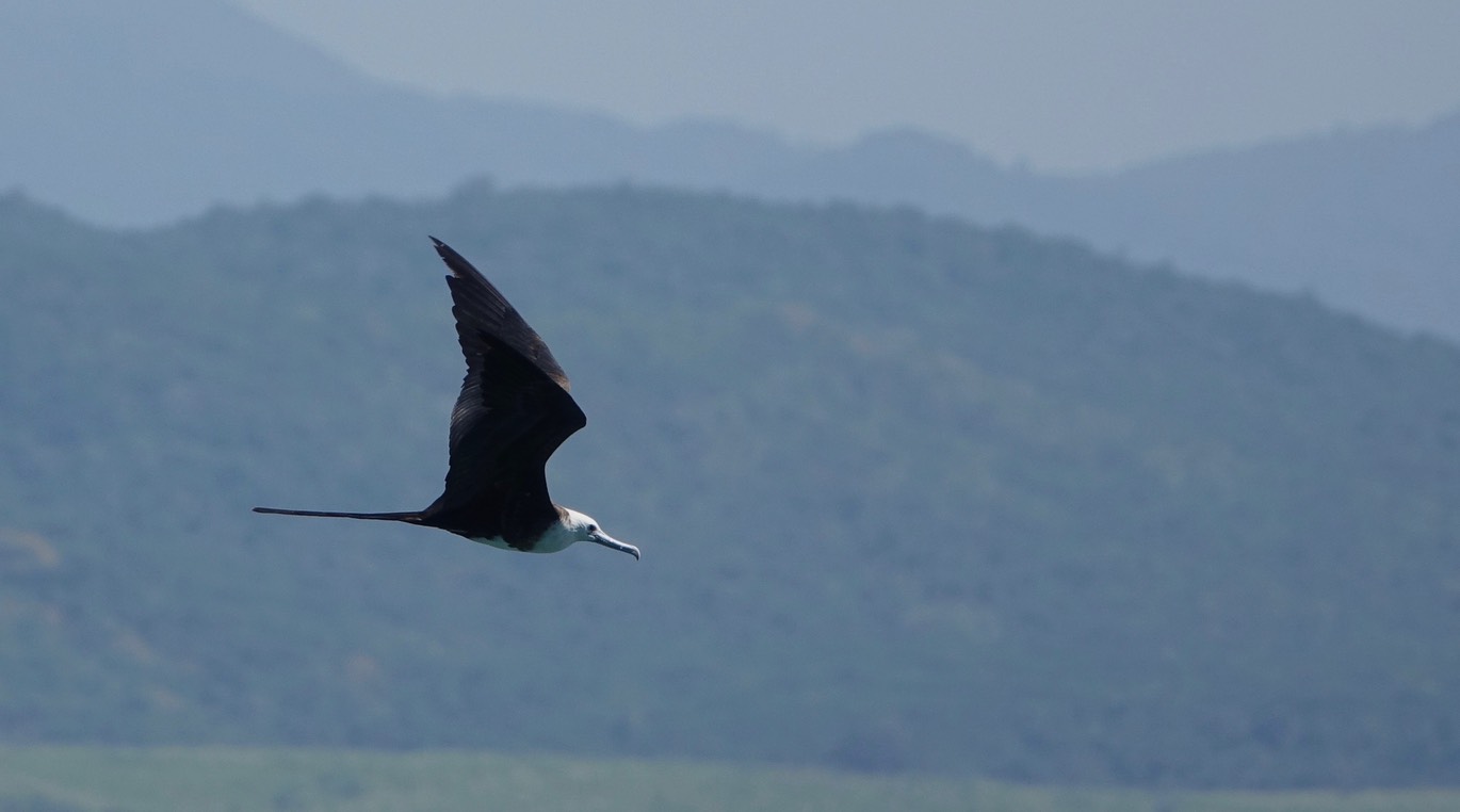 Frigatebird, Magnificent, Fregata magnificens, Tehualmixtle, Jalisco13