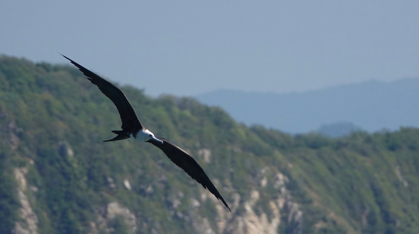 Frigatebird, Magnificent, Fregata magnificens, Tehualmixtle, Jalisco