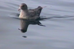 Fulmar, Northern 2