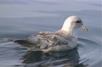 Fulmar, Northern 3