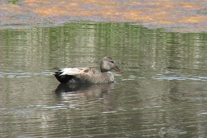 Gadwall 1